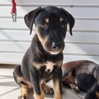 Maggie, un amour de chienne #3