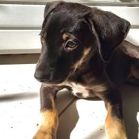 Maggie, un amour de chienne #4