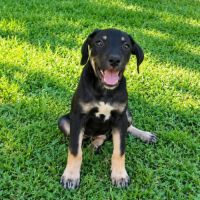 Maggie, un amour de chienne #8