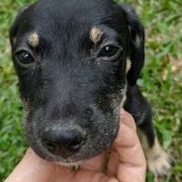Maggie, un amour de chienne #9