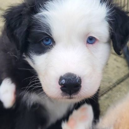 Jolis chiots berger australien #1