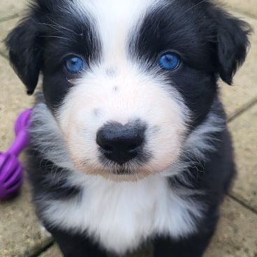 Jolis chiots berger australien #0