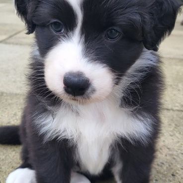 Jolis chiots berger australien #5