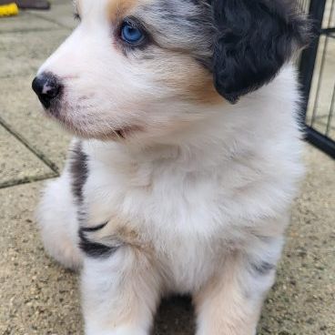 Jolis chiots berger australien #7