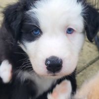 Jolis chiots berger australien #1