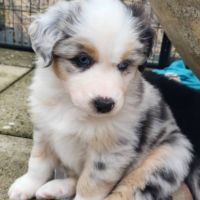 Jolis chiots berger australien #2