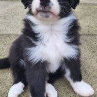 Jolis chiots berger australien #4