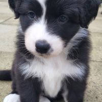 Jolis chiots berger australien #5