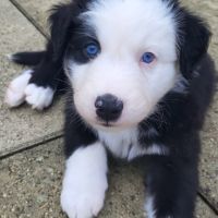 Jolis chiots berger australien #6