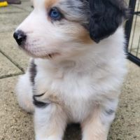 Jolis chiots berger australien #7
