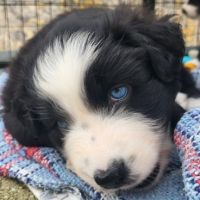 Jolis chiots berger australien #8