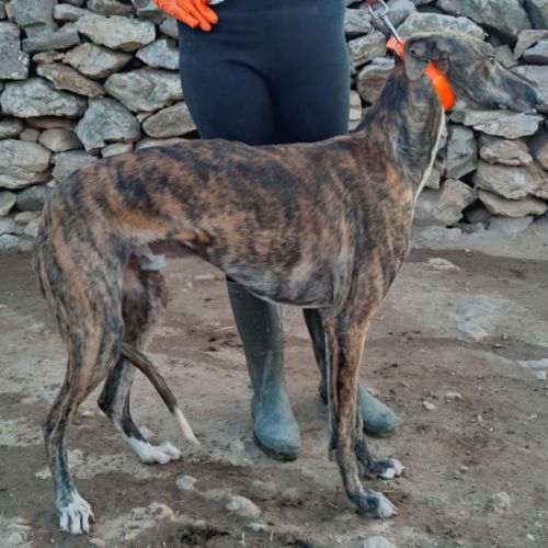 Roméo, magnifique galgo bringé #1