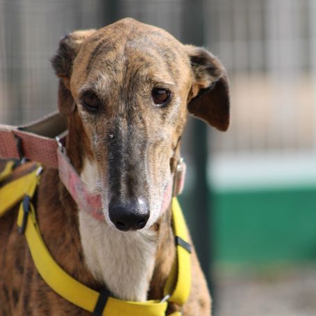 Roméo, magnifique galgo bringé #0