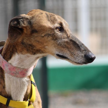 Roméo, magnifique galgo bringé #3