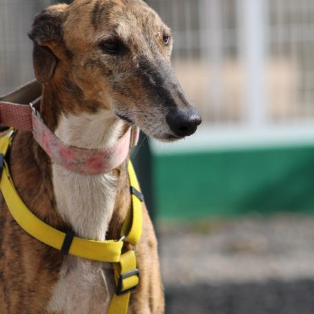 Roméo, magnifique galgo bringé #4