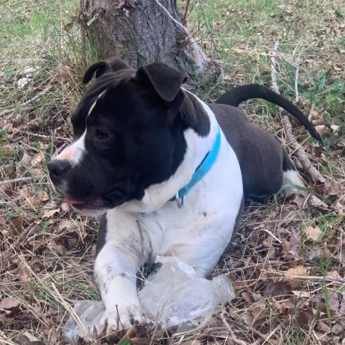 Jeune american staffordshire terrier lof #1