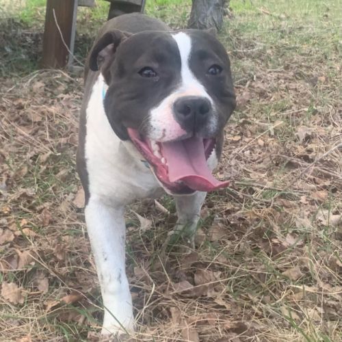 Jeune american staffordshire terrier lof #2