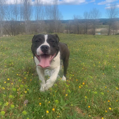 Jeune american staffordshire terrier lof
