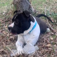 Jeune american staffordshire terrier lof #1