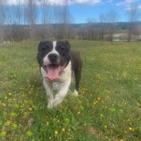 Jeune american staffordshire terrier lof