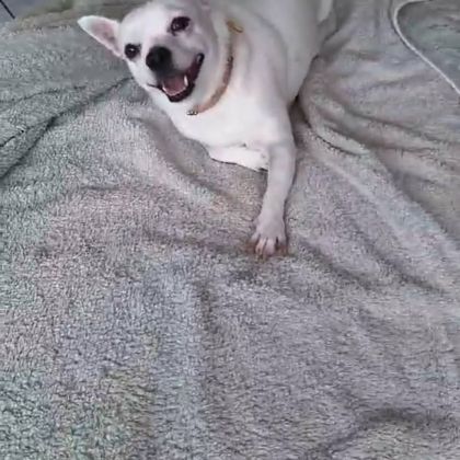 Poupi petite chihuahua pleine d'amour #2