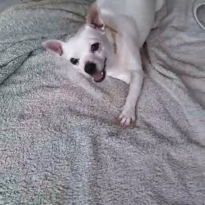 Poupi petite chihuahua pleine d'amour #3