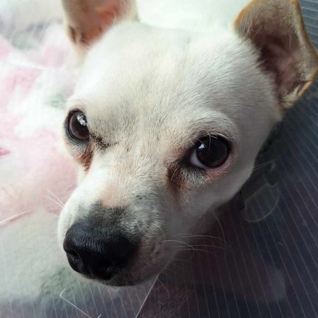 Poupi petite chihuahua pleine d'amour #6