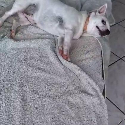 Poupi petite chihuahua pleine d'amour #9