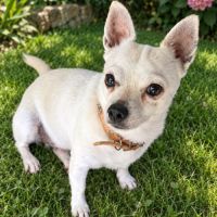 Poupi petite chihuahua pleine d'amour
