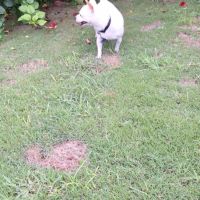 Poupi petite chihuahua pleine d'amour #7