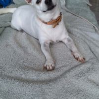 Poupi petite chihuahua pleine d'amour #8