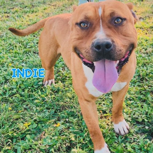 Jeune american staffordshire terrier