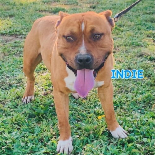 Jeune american staffordshire terrier #3