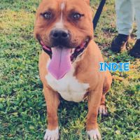 Jeune american staffordshire terrier #2