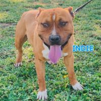 Jeune american staffordshire terrier #3
