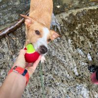 Balto le joyeux créole #8