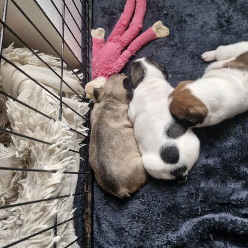 Bébés bouledogues francais #2