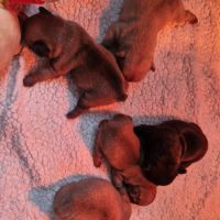 Bébés bouledogues francais