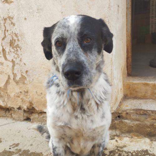 Yala, adorable chienne de 3 ans #5