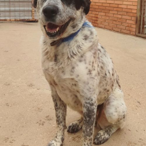 Yala, adorable chienne de 3 ans #7
