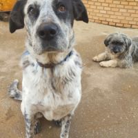 Yala, adorable chienne de 3 ans #4