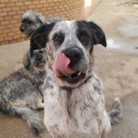 Yala, adorable chienne de 3 ans #6