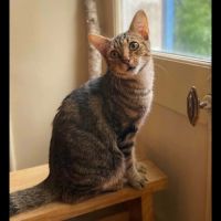 Gino, adorable chaton à l'adoption