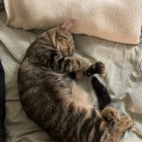 Gino, adorable chaton à l'adoption #2
