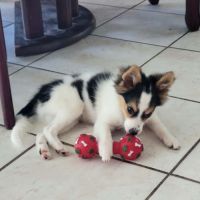 Harel, bébé croisé spitz