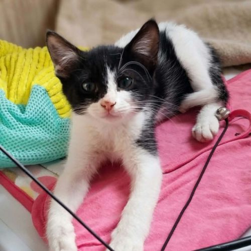 Pixel & poky, adorables chatons à l'adoption #1