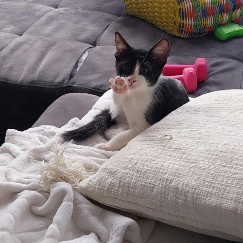 Pixel & poky, adorables chatons à l'adoption #4