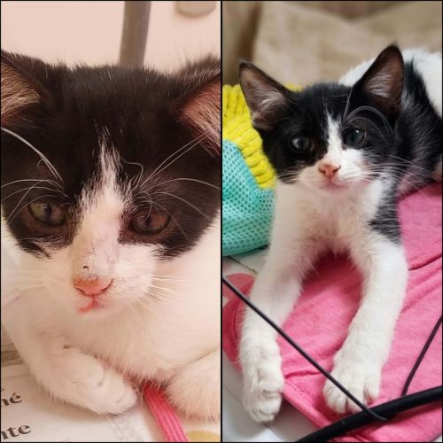 Pixel & poky, adorables chatons à l'adoption #0