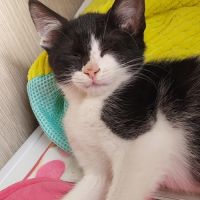 Pixel & poky, adorables chatons à l'adoption #2