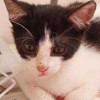 Pixel & poky, adorables chatons à l'adoption #3
